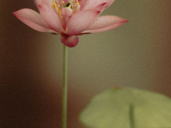 Symbolic image of a lotus flower representing yoga philosophy.